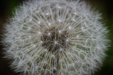 Obraz premium graines de pissenlit 