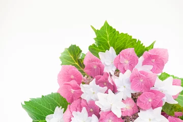 Photo sur Plexiglas Hortensia ピンクと白のアジサイ