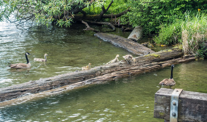 Young Geese In Training 6