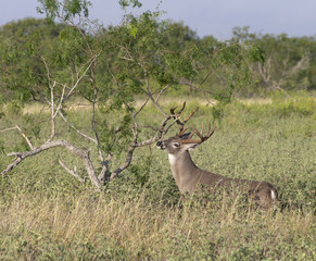 Beautiful White-tail Deer Buck in Texas