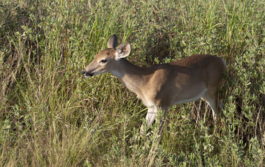 Beautiful White-tail Deer Buck in Texas