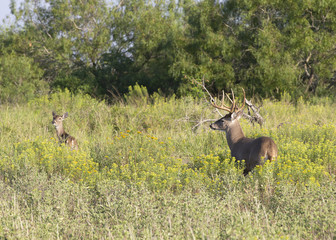 Beautiful White-tail Deer Buck in Texas
