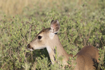 Beautiful White-tail Deer Buck in Texas