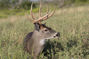 Beautiful White-tail Deer Buck in Texas