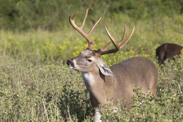 Beautiful White-tail Deer Buck in Texas