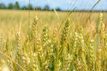Weizenfeld im Sommer