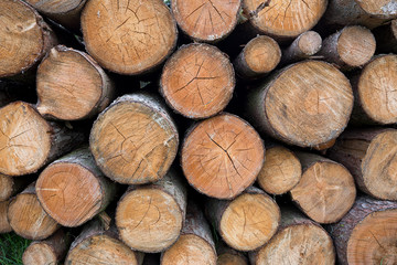 Wood logs