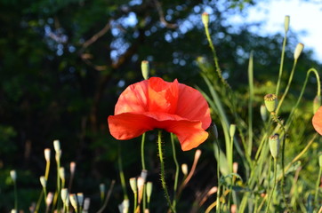 Scarlet poppy