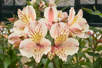 astromelias simetricas