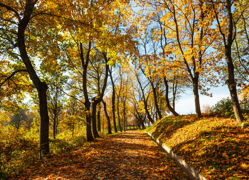 Autumn maple trees in park