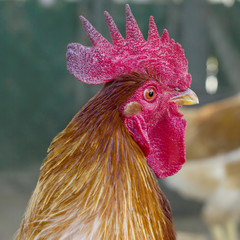 Portrait of a beautiful rooster with a red comb