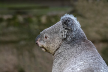 Queensland-Koala