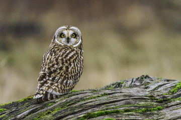 Short-eared Owl