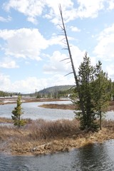 Obraz premium Beautiful Landscape in Yellowstone NP – USA 