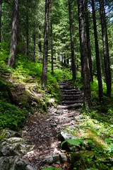 Mystischer Pfad im Wald