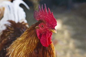 Portrait of a beautiful rooster with a red comb