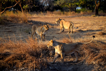 Naklejka na ściany i meble lioness group in forest gir national park