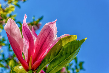 Fototapeta premium Magnolia flower blooming in the background of flowers. Beautiful violet magnolia flowers in the spring season on a magnolia tree.