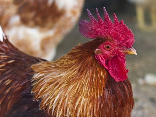 Portrait of a beautiful rooster with a red comb
