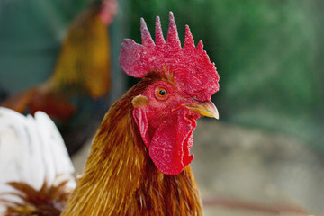 Portrait of a beautiful rooster with a red comb