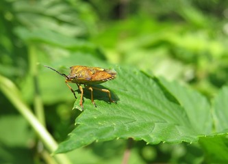 Shieldbug on green leaf in the garden, closeup 