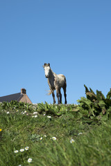 white irish horse in a field