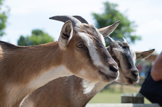 petit chevreaux curieux