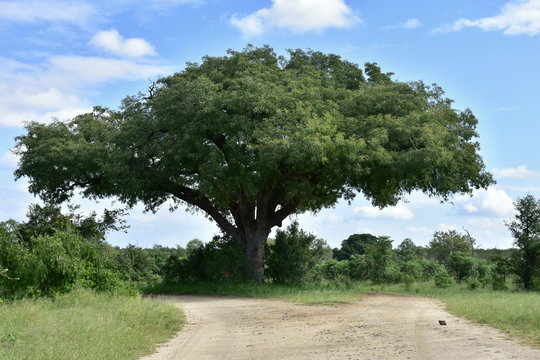 Umbrella Thorn Tree,Kruger National Park