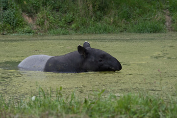 tapir dans l'eau 