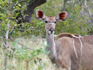 kudu female,South Africa