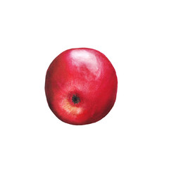 Apple illustration with watercolor