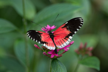 papillon tropical rouge et noir