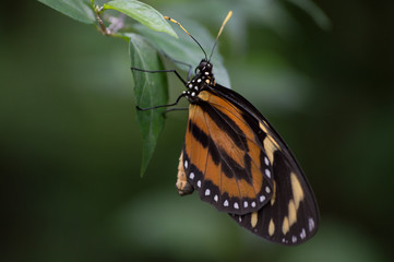 papillon tropical