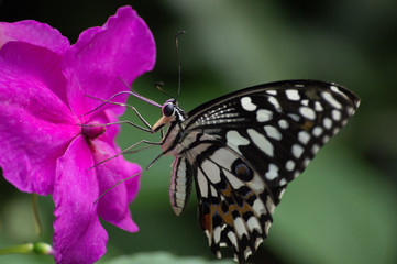 Fototapeta na wymiar papillon tropical