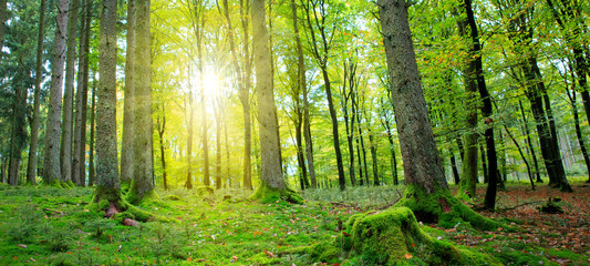 Fototapeta premium Letni las ze światłem słonecznym.