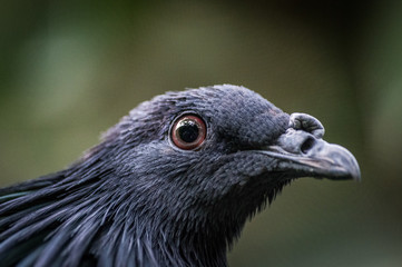 pigeon tropical