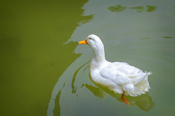 Duck swimming in green pond close-up 2