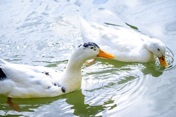Two ducks swim in pond in forest 1