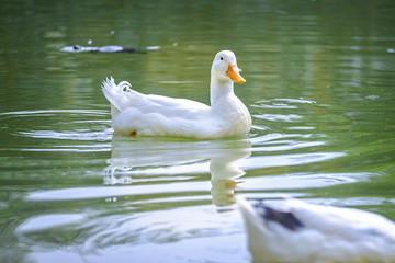 Two ducks swim in pond in forest 4