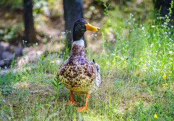 Portrait of curious drake posing on the grass near lake 10