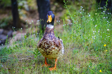 Portrait of curious drake posing on the grass near lake 12