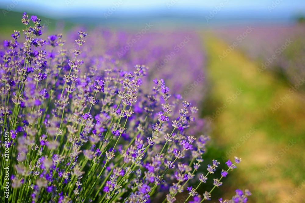 Canvas Prints Lavender violet bush close-up shot in summer 6