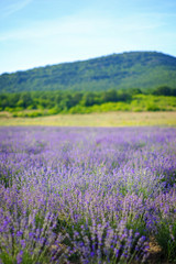 Fototapeta na wymiar Endless beautiful lavender fields in summer panoramic view 3