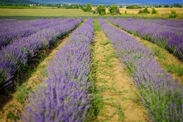 Naklejka na ściany i meble Endless beautiful lavender fields in summer panoramic view 4