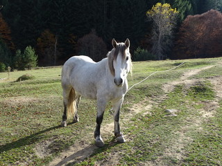 Obraz premium Horse