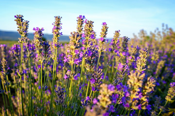 Details of violet lavender fields on sunset 4