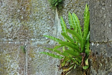 Hirschzungenfarn (Asplenium scolopendrium) an Mauer 