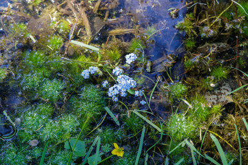 ponds grow green grass