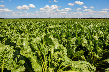 Ackerfeld mit Gemüse