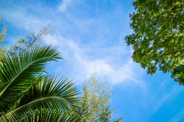 Fototapeta na wymiar Coconut leaf green cloud sky background.